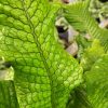 crocodile fern plant