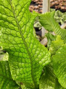 crocodile fern plant