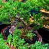 Bonsai Juniper Trees