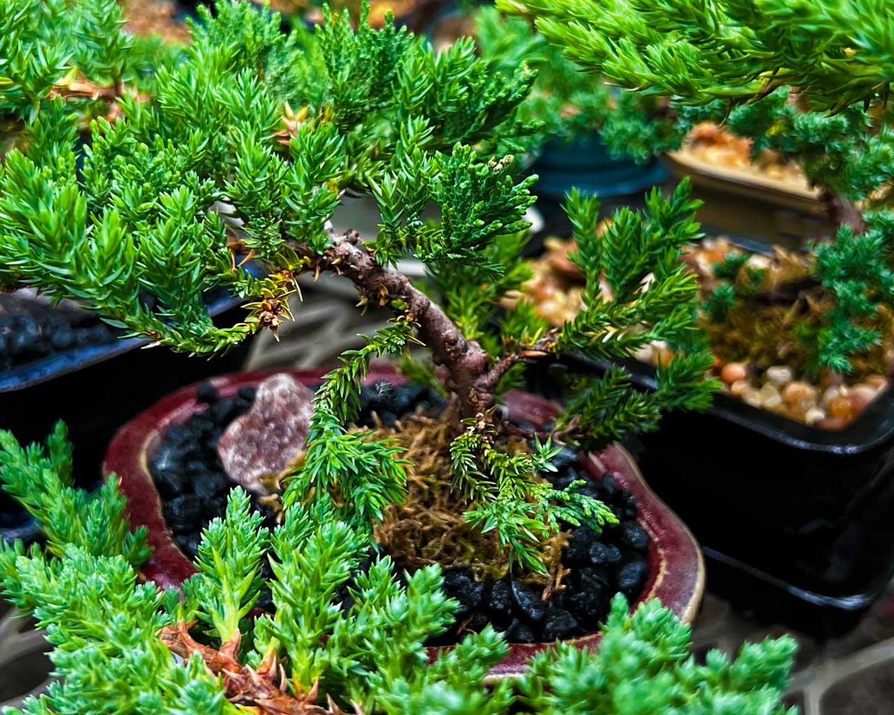 Bonsai Juniper Trees