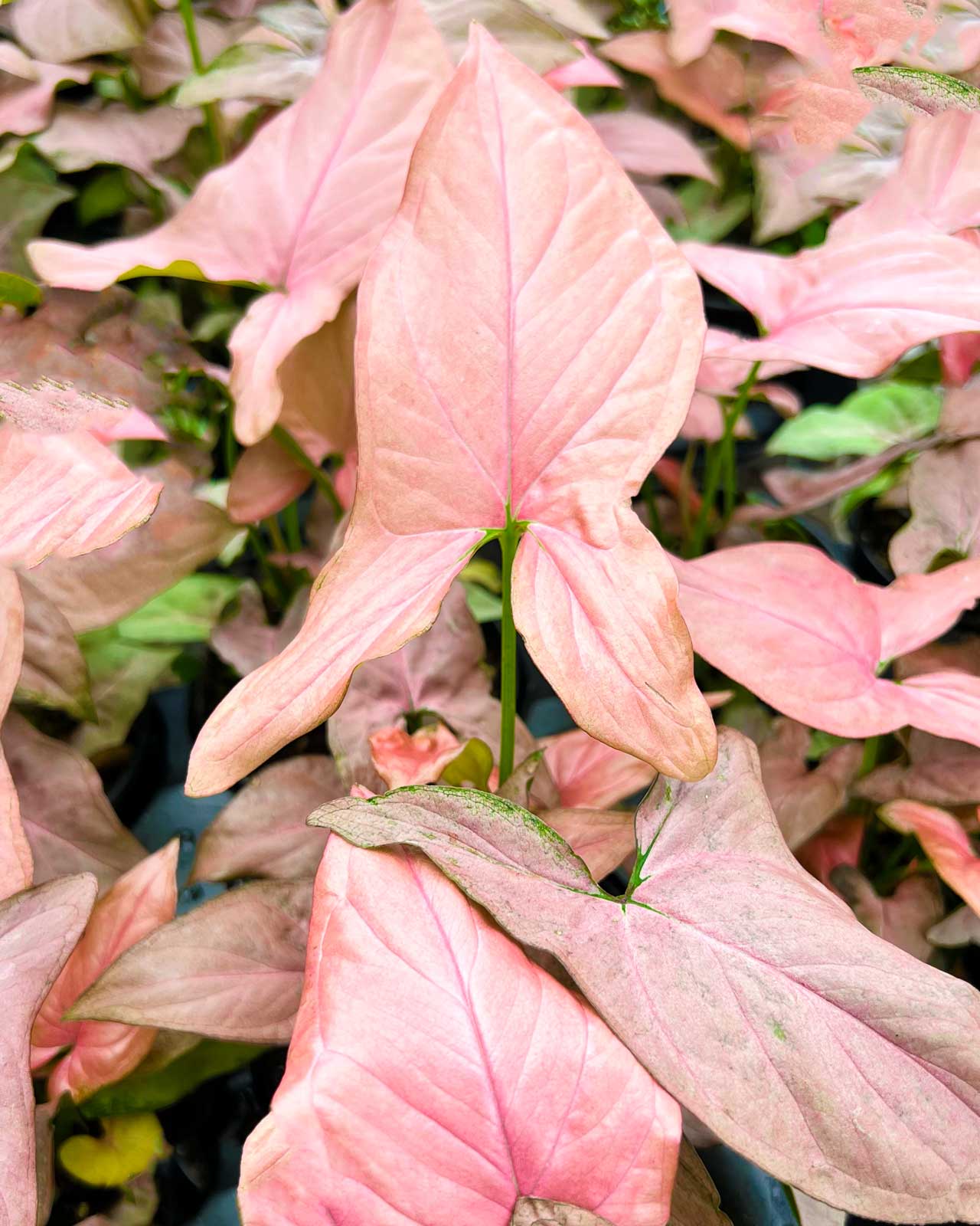 Syngonium podophyllum