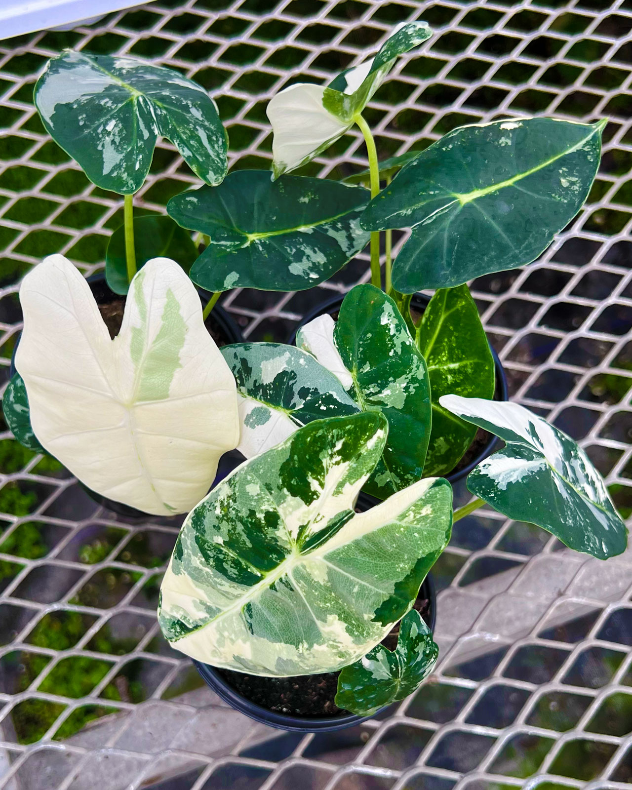 Alocasia Macrorrhiza