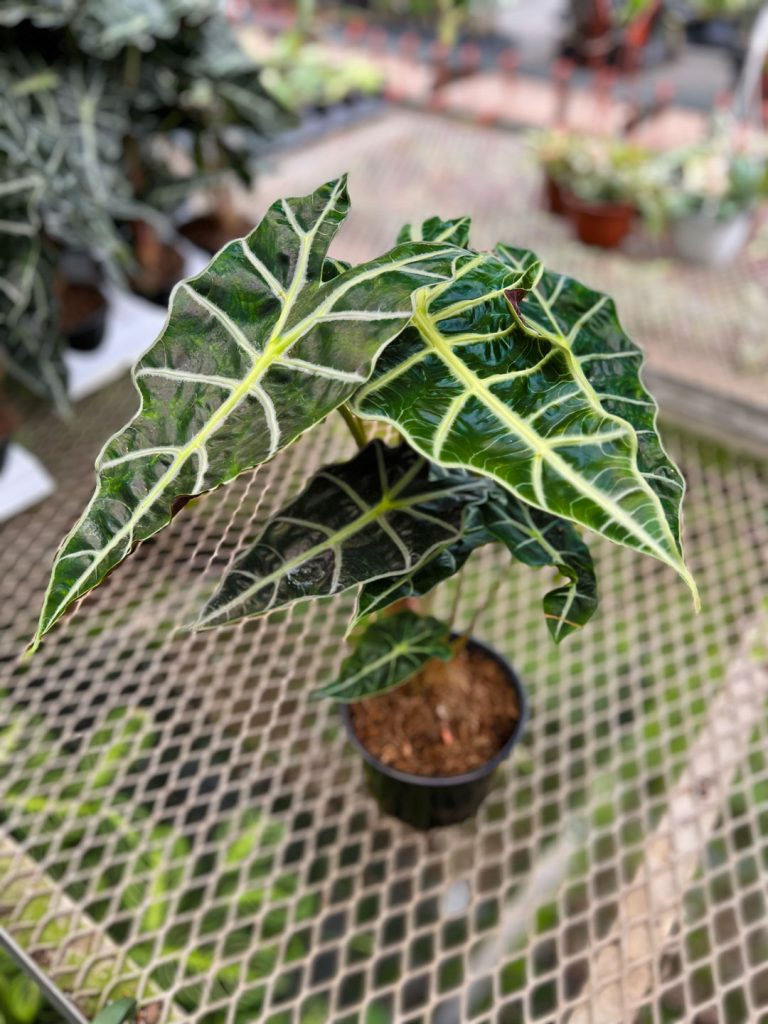 Alocasia Amazonica Polly