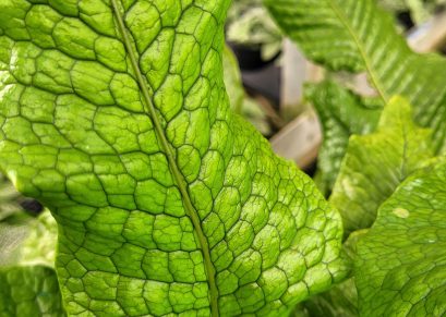 crocodile fern plant