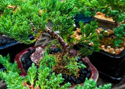 Bonsai Juniper Trees