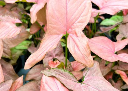 Syngonium podophyllum