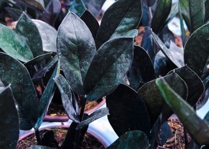 Zamioculcas zamiifolia